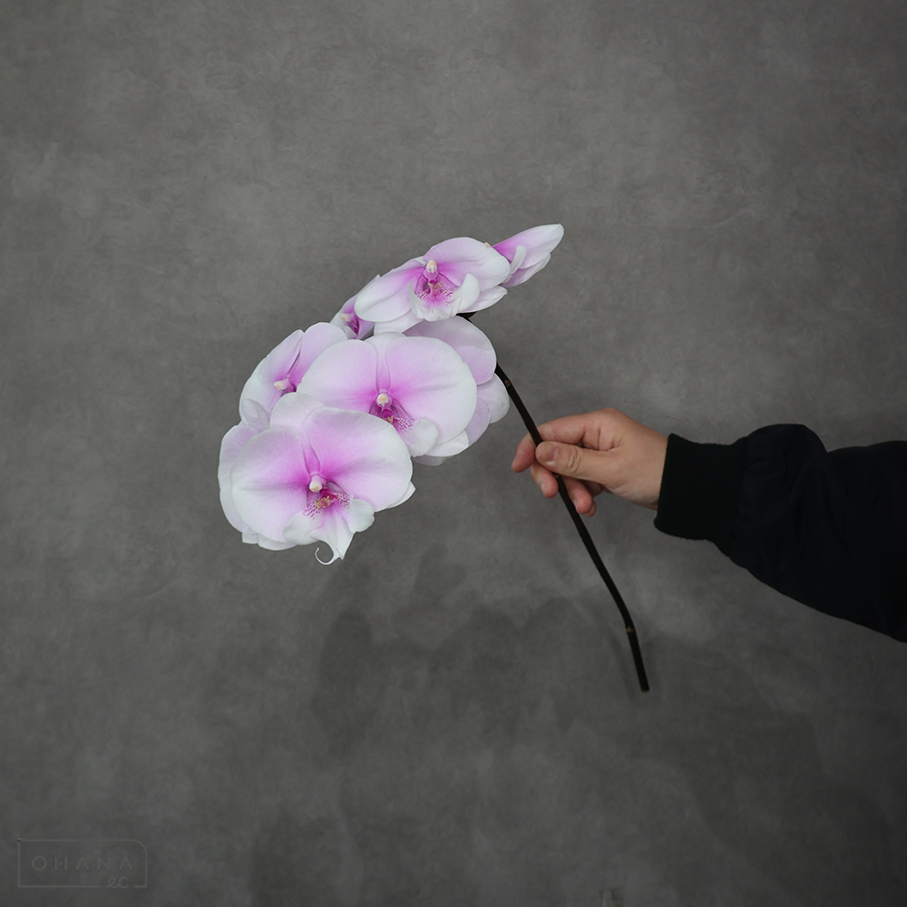 コチョウラン Lee1271　 ９輪 (中輪）