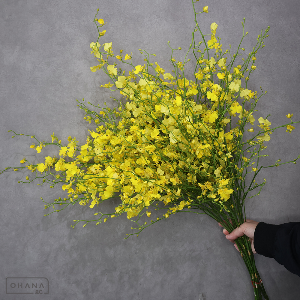 オンシジユーム　ハニーエンジェル　４Ｌ  ■発送時は75cm以下にカット