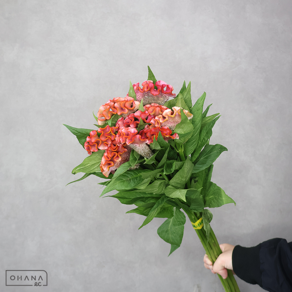 ケイトウ　ボンペイアスカセレクトＭＩＸ①　 80cm ■発送時は75cm以下にカット