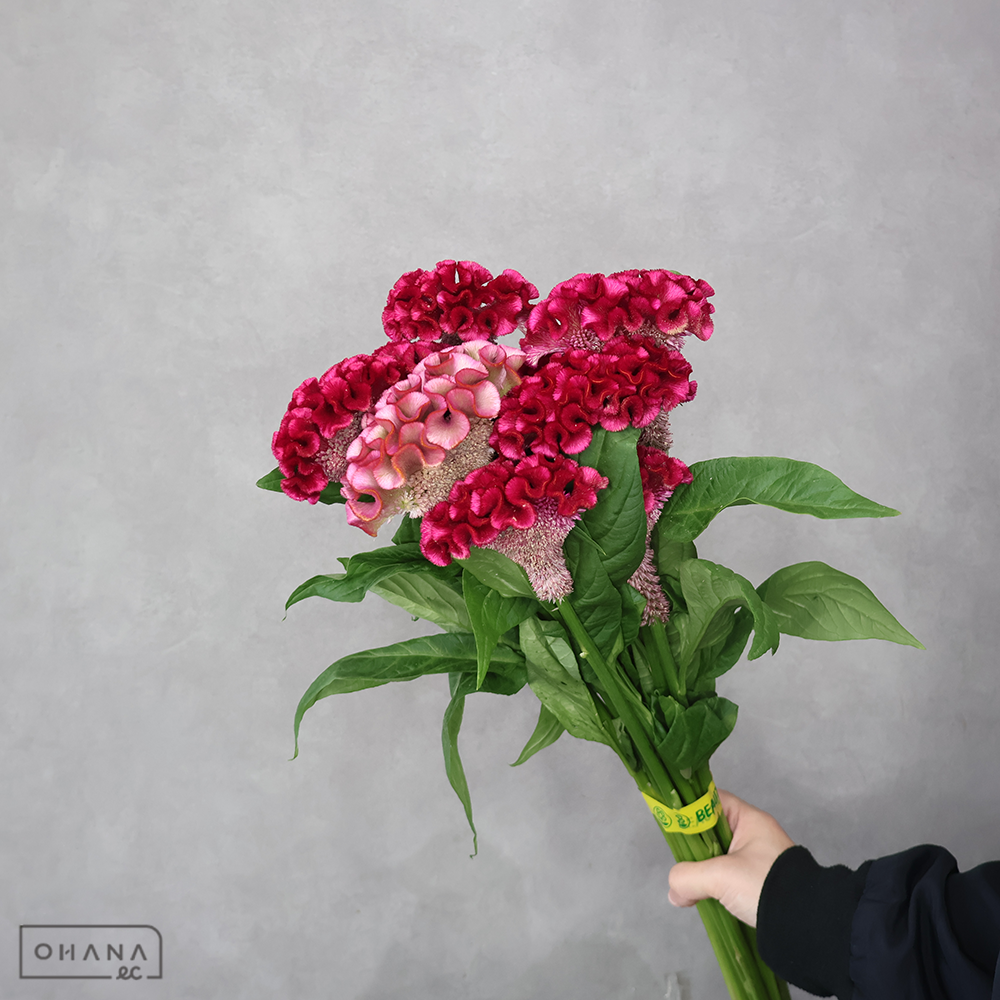 ケイトウ　ボンペイアスカセレクトＭＩＸ②　 80cm ■発送時は75cm以下にカット