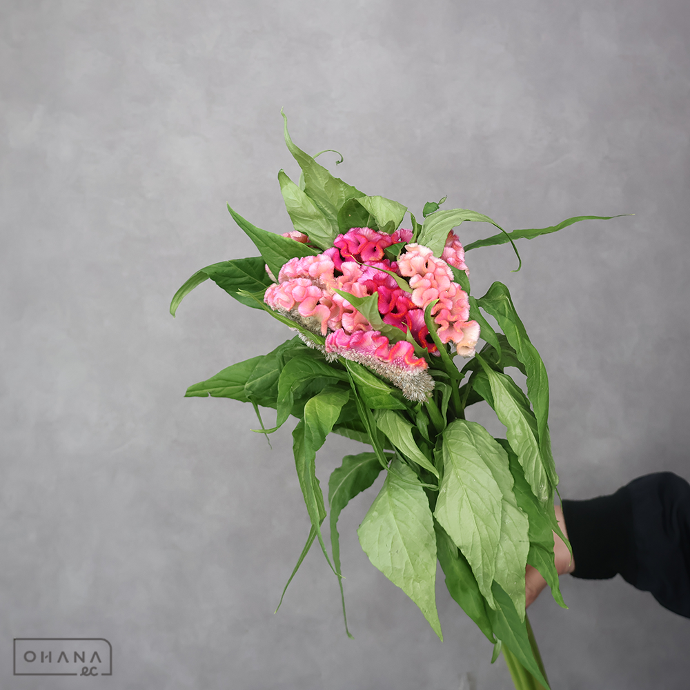 ケイトウ　ボンペイアスカセレクトＭＩＸ③　 80cm ■発送時は75cm以下にカット