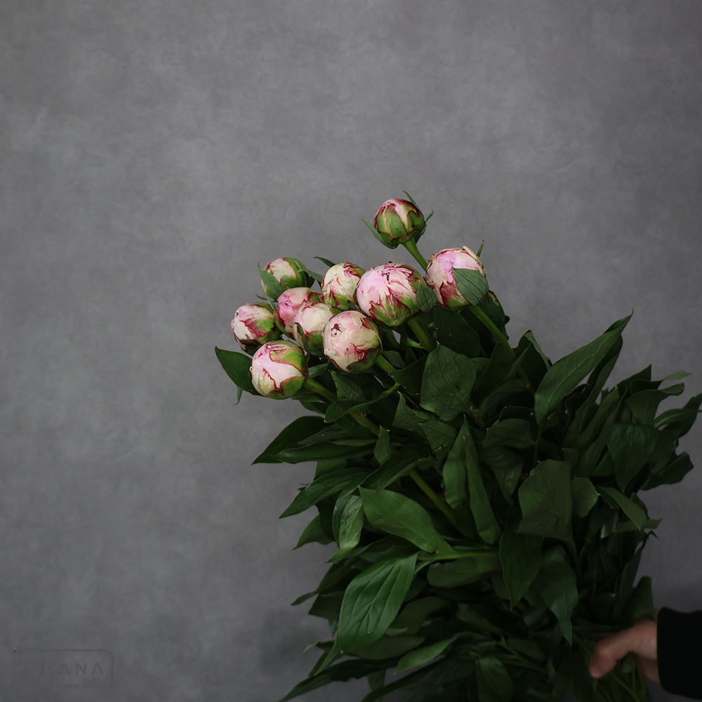 シャクヤク　サラベル　特 80cm ※5本束 ■発送時は75cm以下にカット