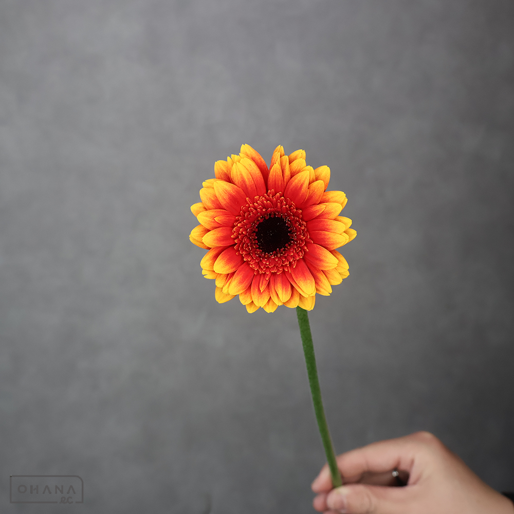 ガーベラ　パパガヨ　L ※25本束