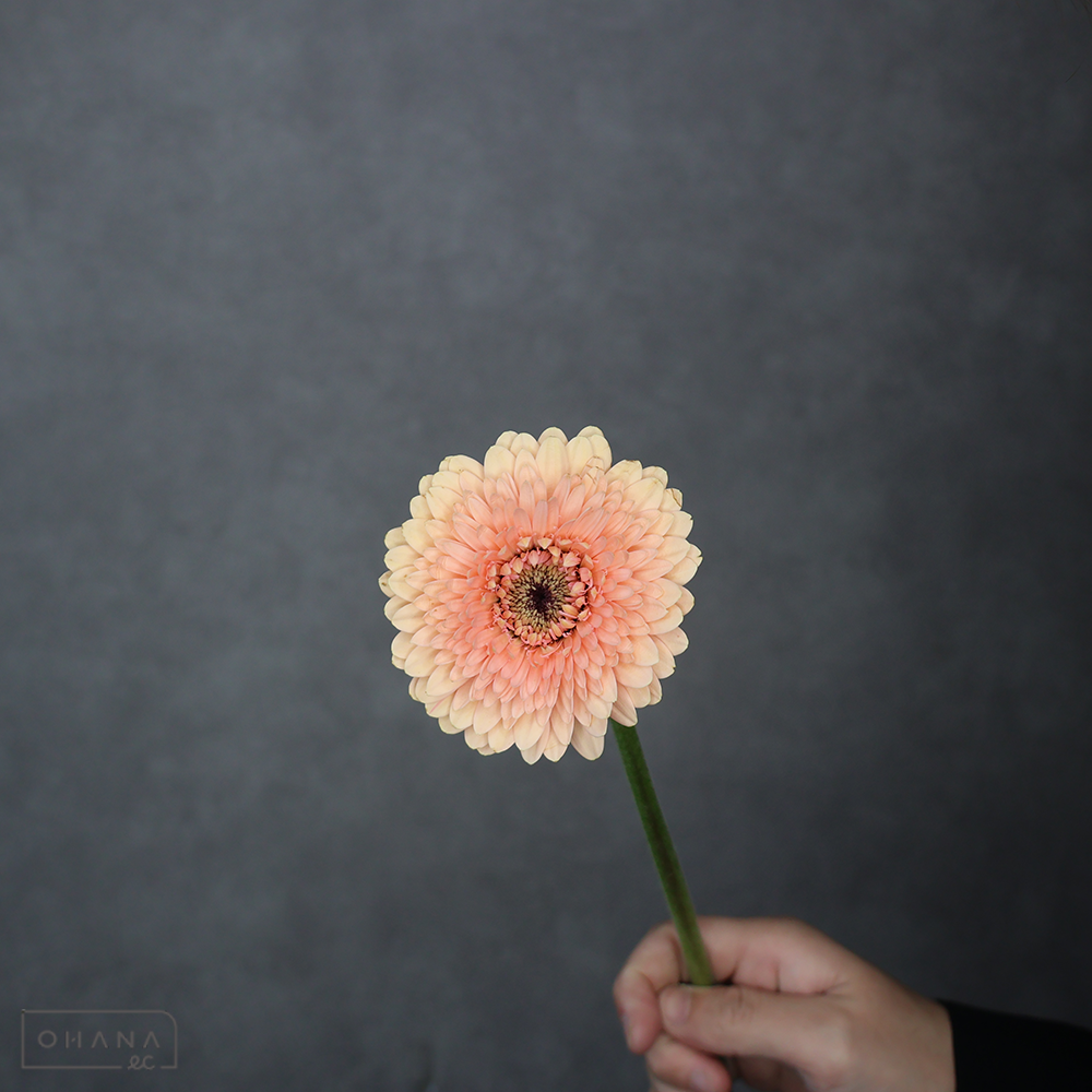 ガーベラポンポン　ボレロジェイジェイ　M  ※25本束