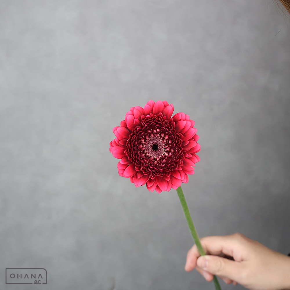 ガーベラ　ネイロネイロ　M  ※25本束