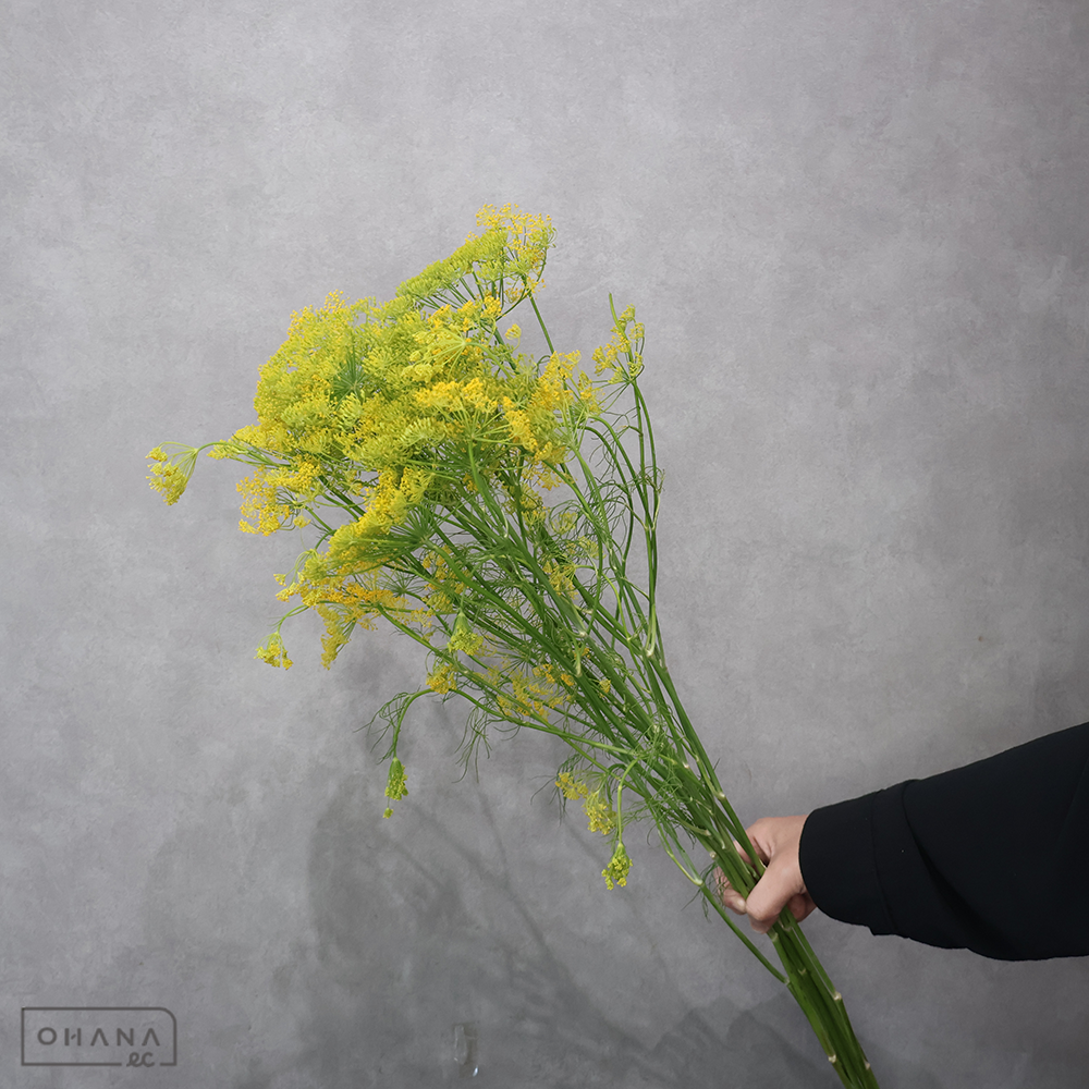 ウイキョウ　L 100cm  ■発送時は75cm以下にカット