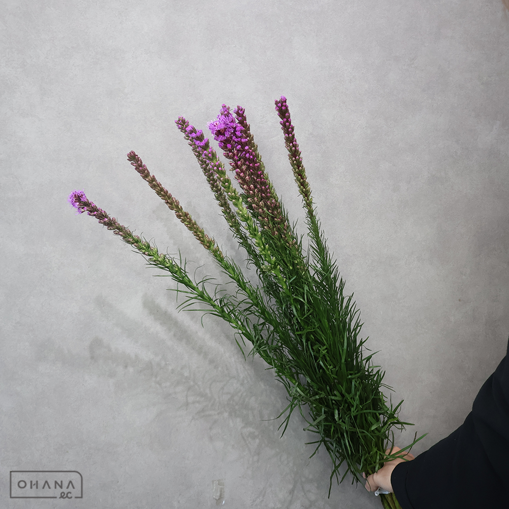 リアトリス　リアトリス　M