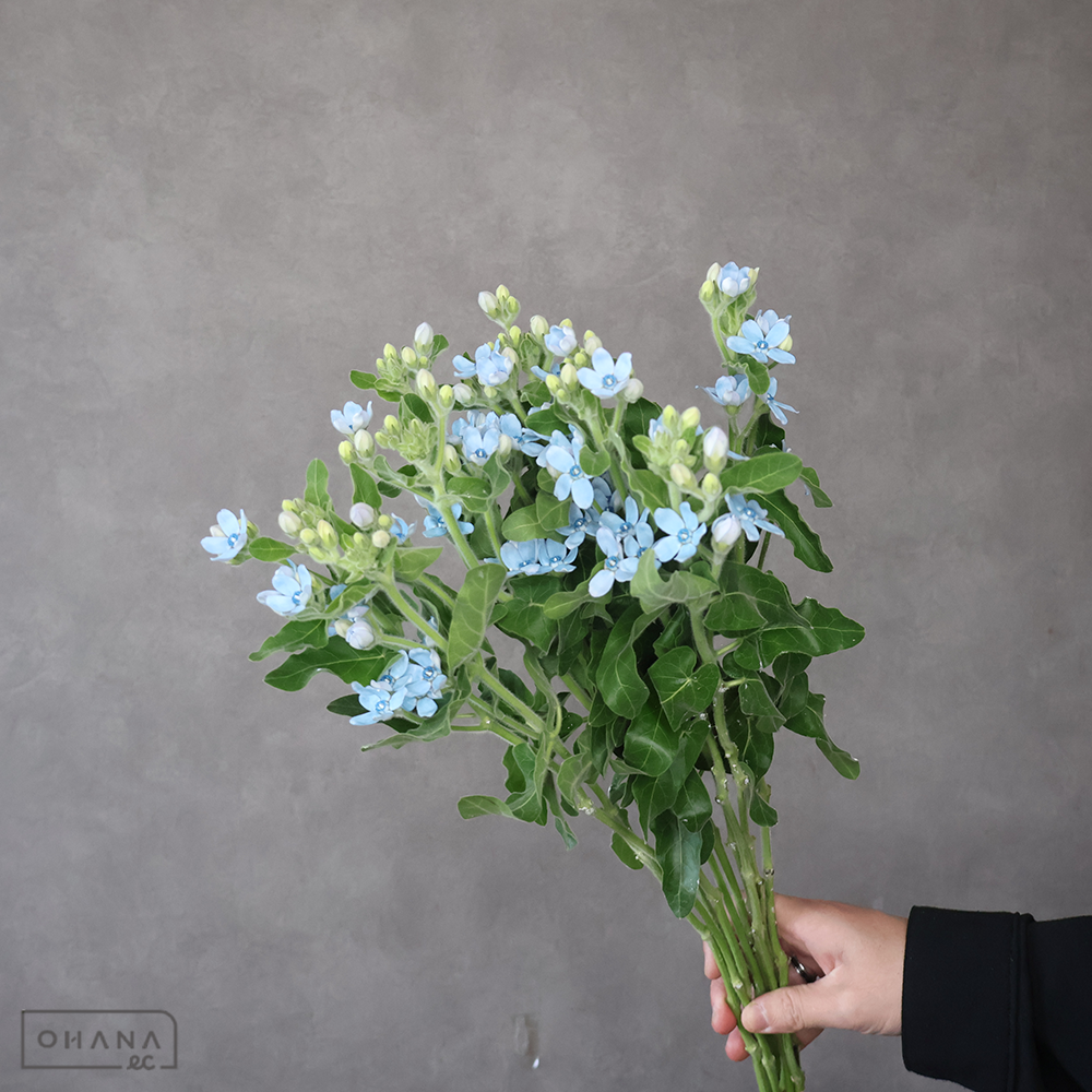 オキシペタラム青　ピュアブルー　秀2L