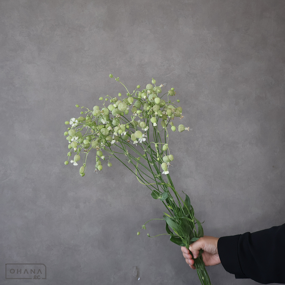 シレネ　グリーンベル ※花先色悪い　 70cm