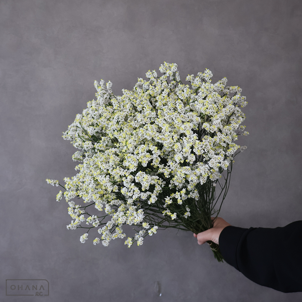 ＨＢスターチス キノミルク ※25本束　 50cm 枝