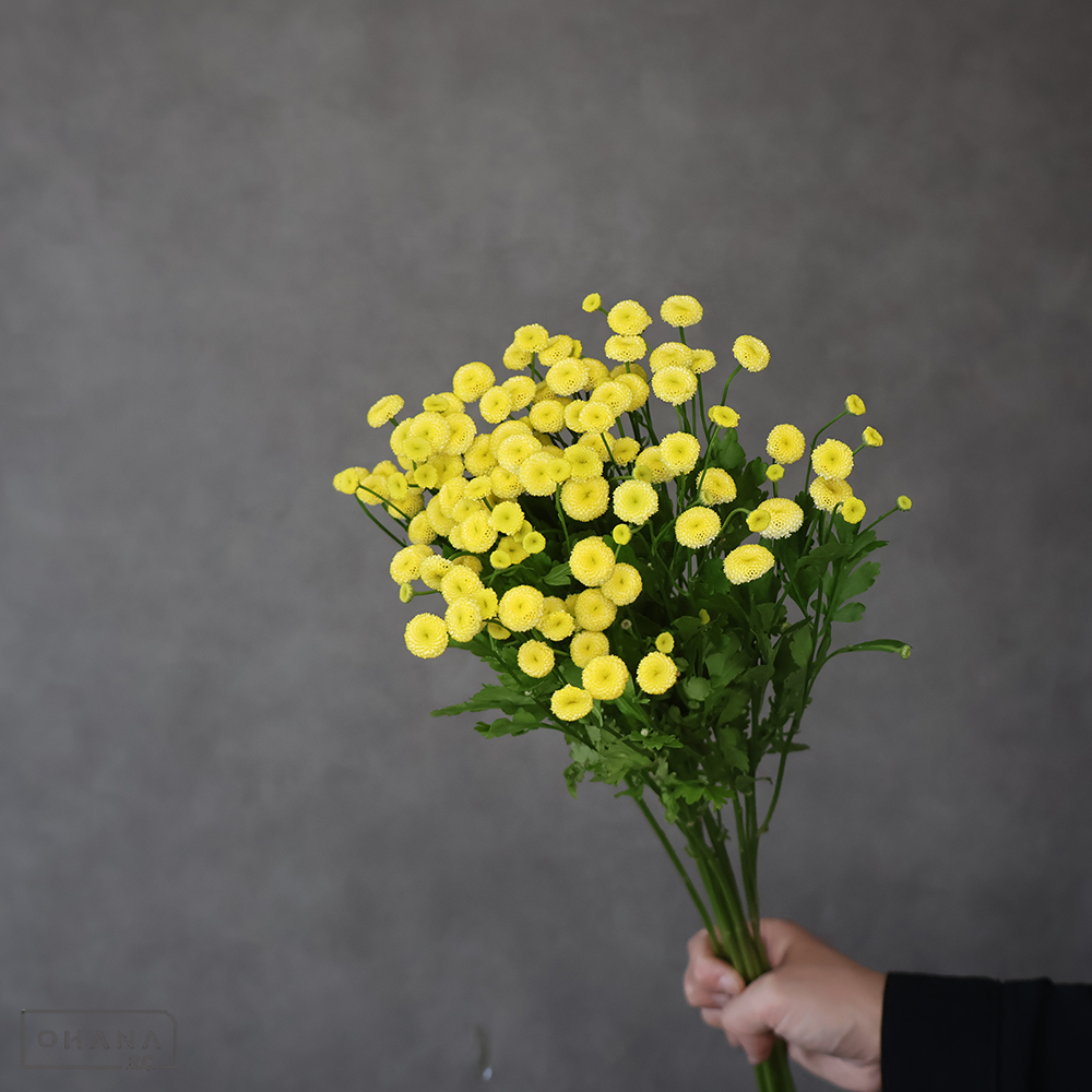 マトリカリア黄　イエローペグモ　L 55cm  ※葉悪い