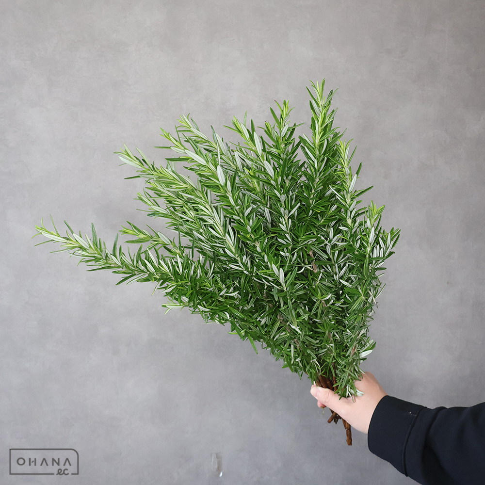 ローズマリー ※15本束　50cm