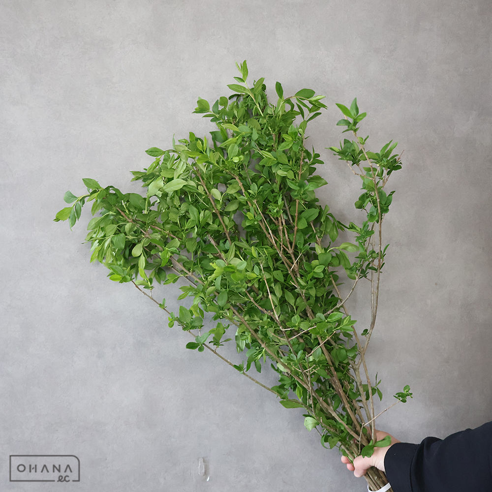 イボタ　特 80cm    ■発送時は75cm以下にカット