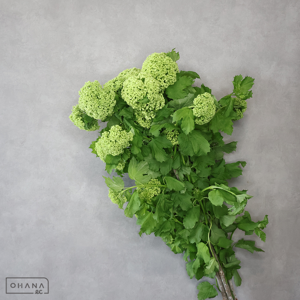 ビバーナム スノーボール　秀 80cm 4輪  ■発送時は75cm以下にカット ※5本束