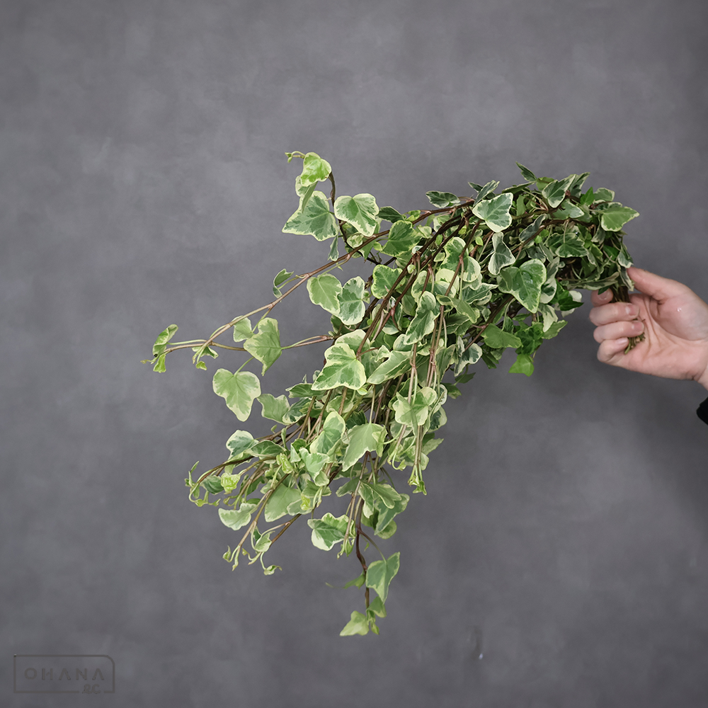 アイビー  ホワイトワンダー　50cm ※25本束