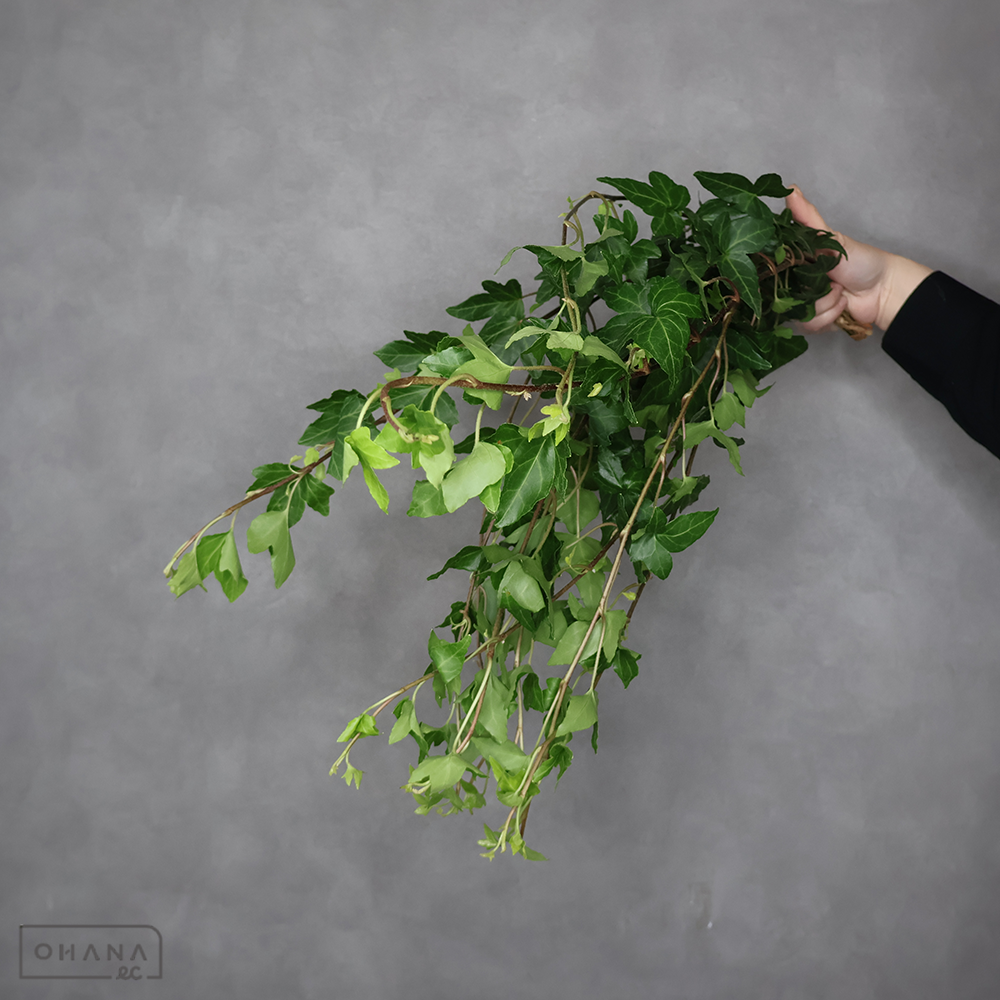 アイビー  シャムロック　大60cm ※10本束