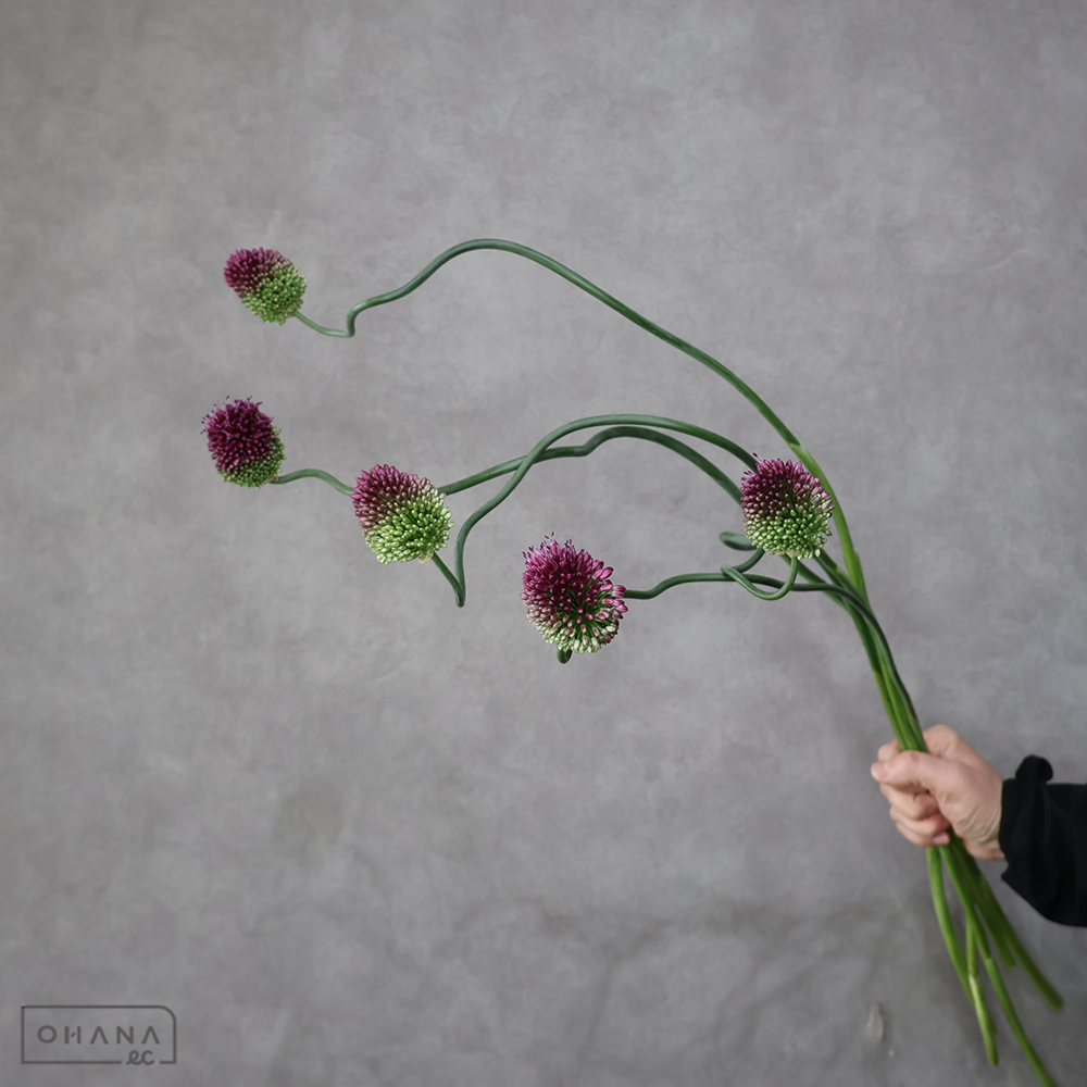 アリアム　陽気なおてもやん　秀 ２Ｌ