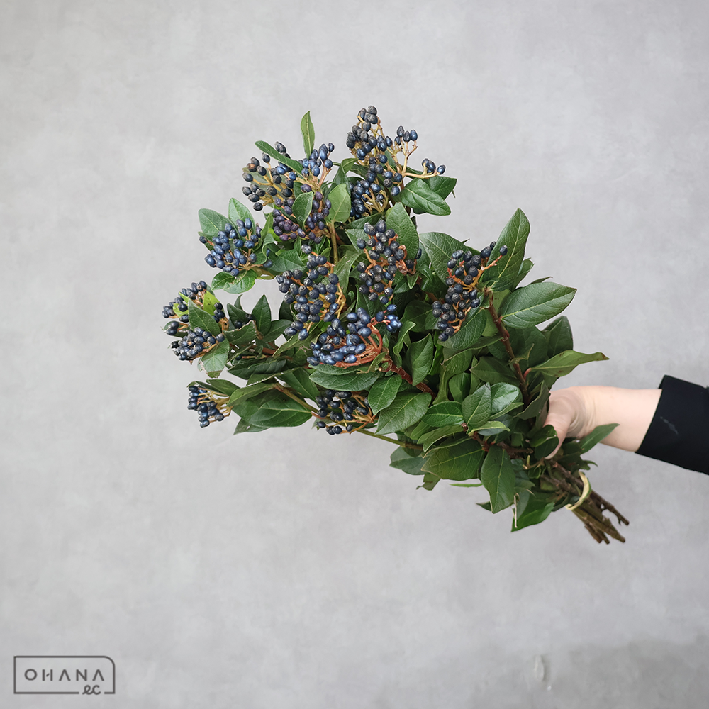 ビバーナム ティナス 実　50cm