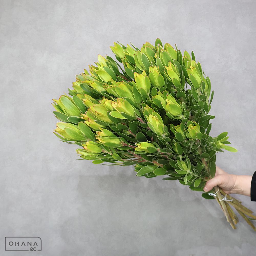 リューカ　レモンカップマルチ  60cm