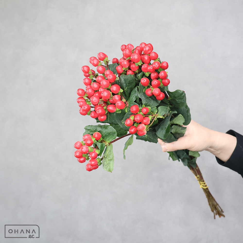 ヒペリカム　トゥルーロマンス  60cm