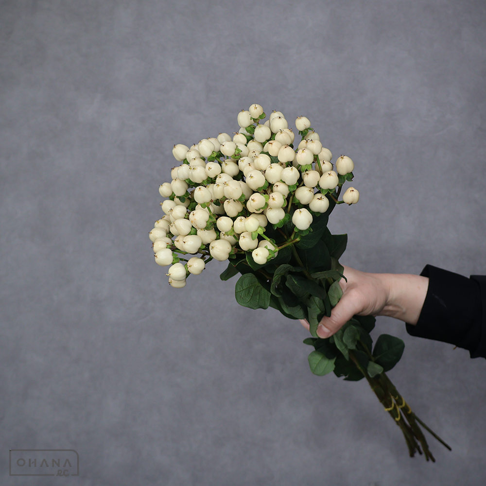 ヒペリカム　クールロマンス  60cm