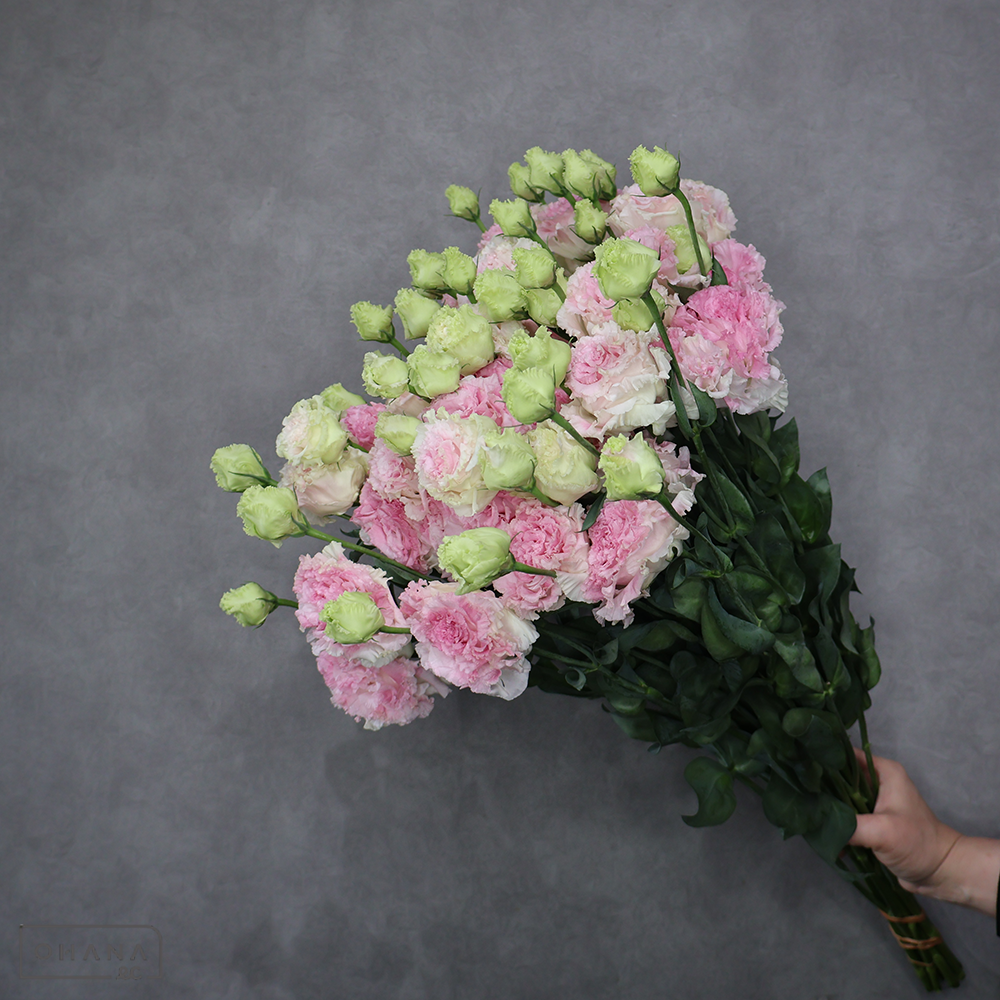 トルコキキョウ　ボヤージュピンクシェイク 秀 ４輪 70cm