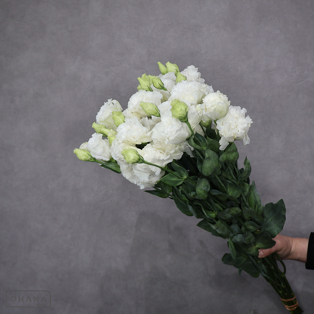 トルコキキョウ　セレブクリスタル 秀 ３輪 70cm