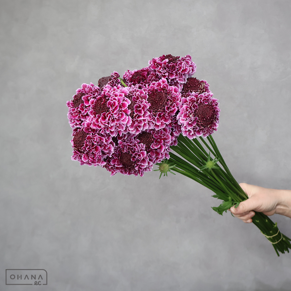 スカピオサ　テラ５１２ピコワイン 秀 50-40cm