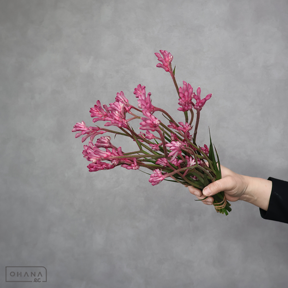 カンガルポー　ブッシュパール 秀 35cm