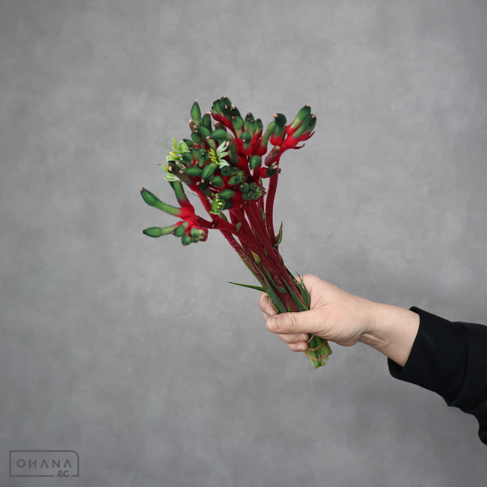 カンガルポー　ブッシュダンス 秀 35cm