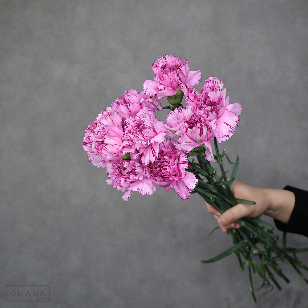 カーネ紫　ユカリスクロール 特級 65cm