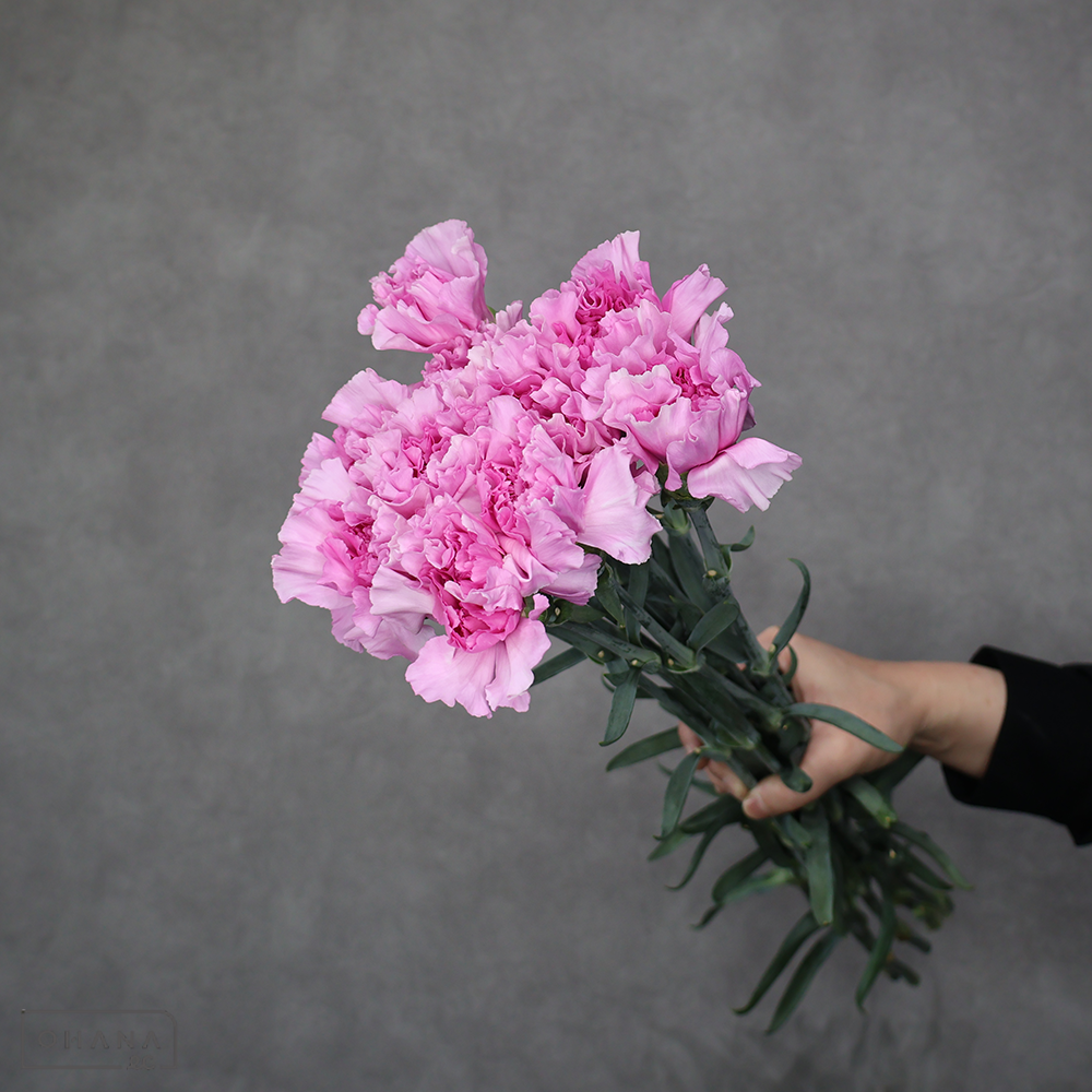 カーネ紫　ミスミシカル 特級 65cm