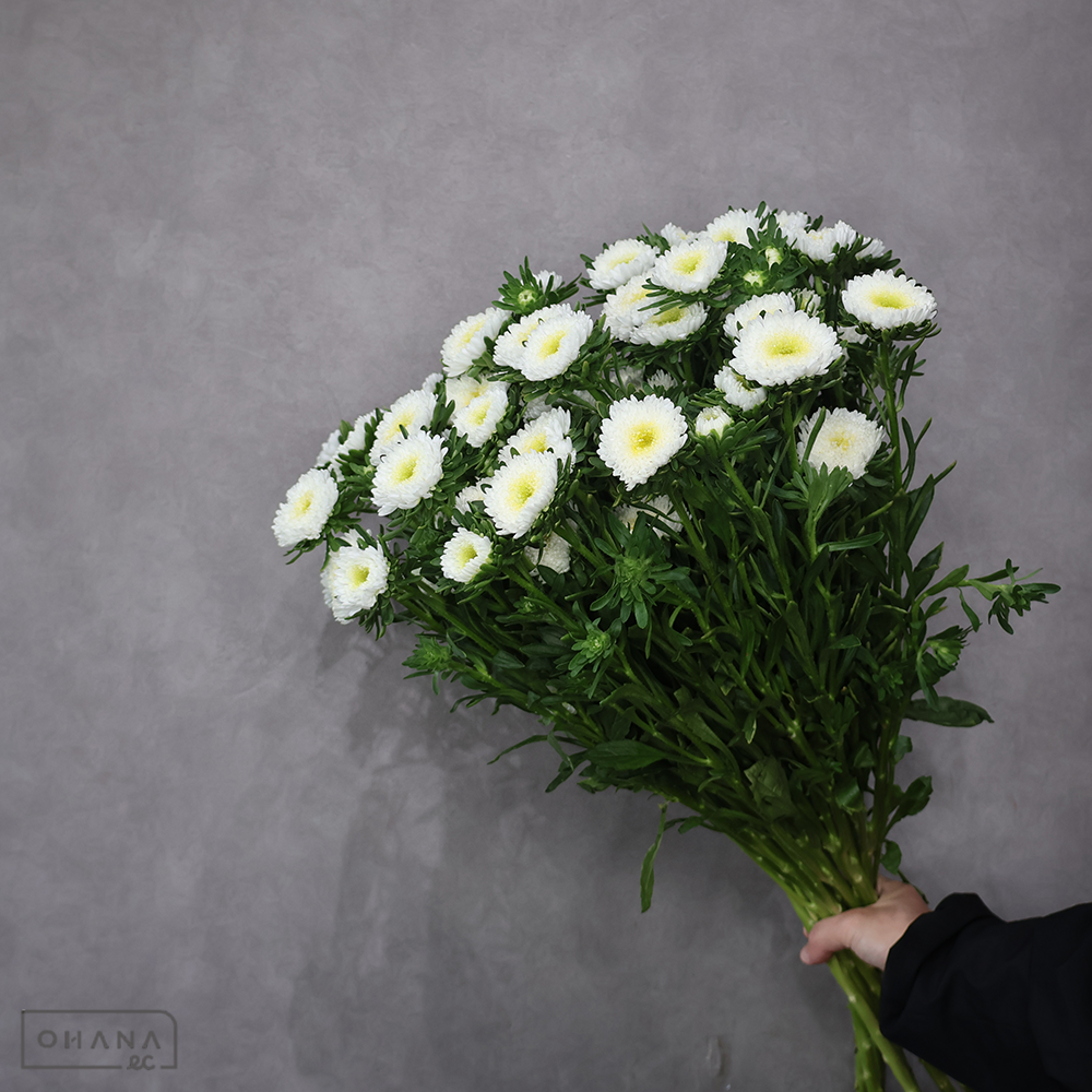 アスター　アズミホワイト 秀 70cm