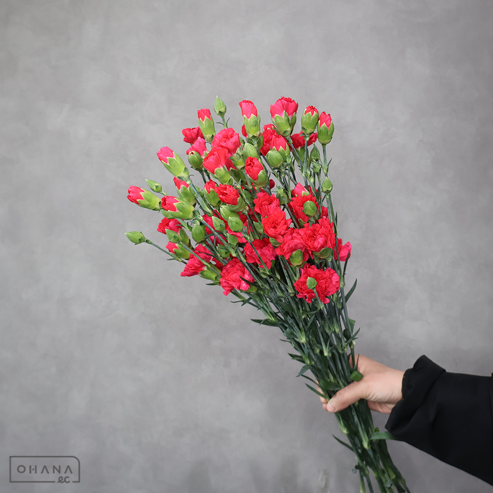 Ｓカーネ　チェリーコーラ 特級 65cm