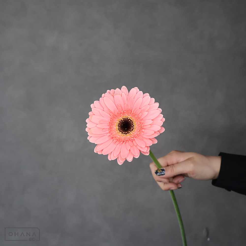 ガーベラ大輪芯黒　ファシネーション　秀2L