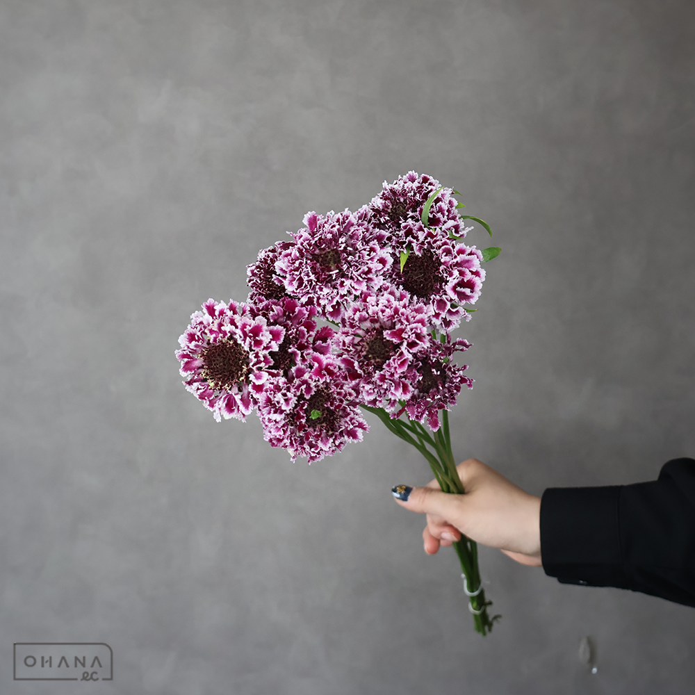 スカビオサ　チェリーバニラスクープ　 50cm