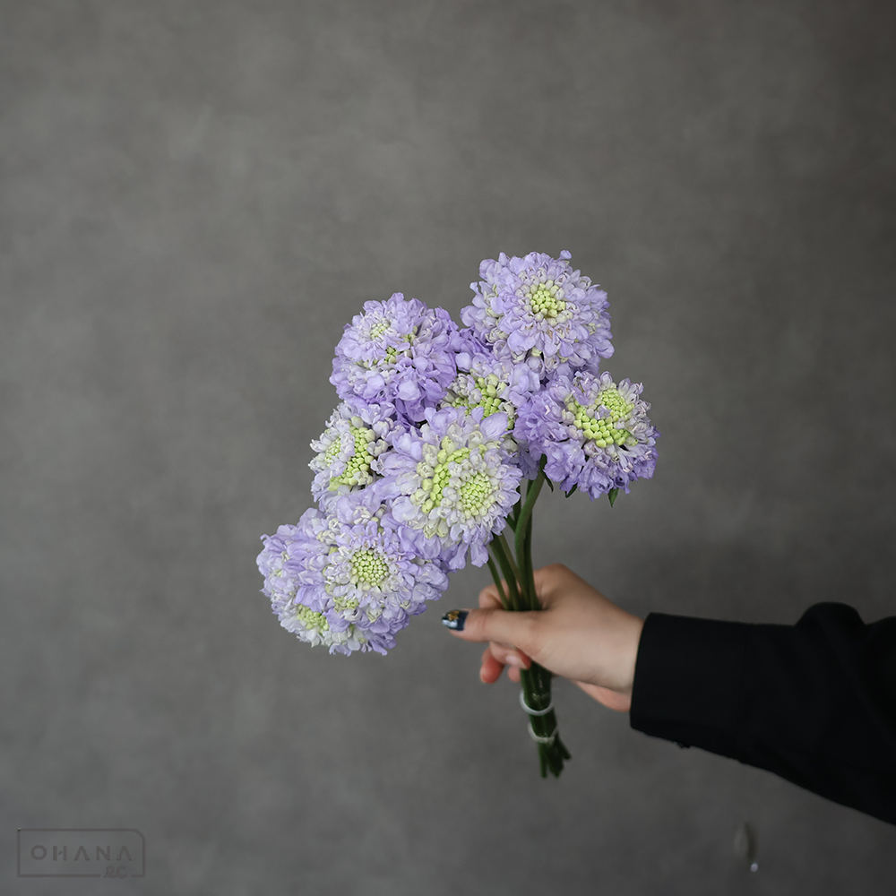 スカビオサ紫　ティーベリースクープ　 40cm