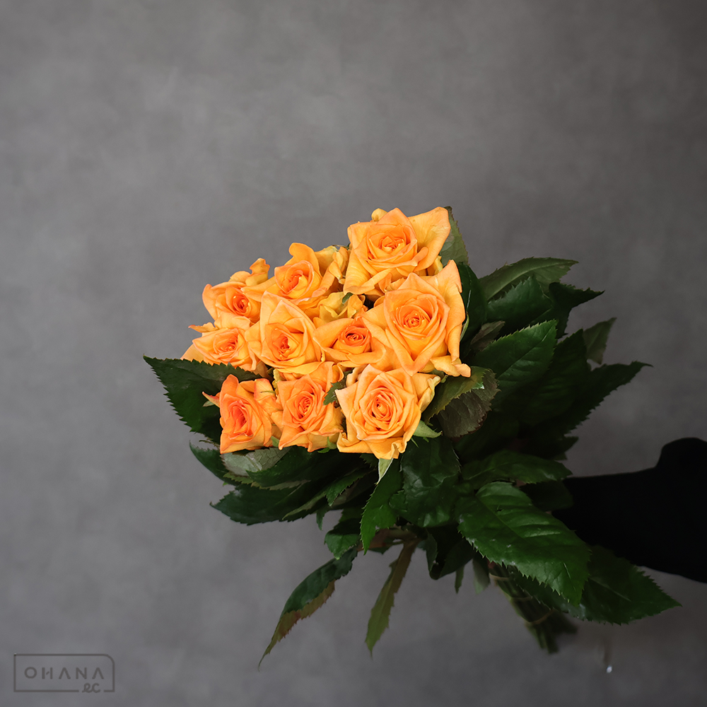 バラ  フェスティボ　A 70cm