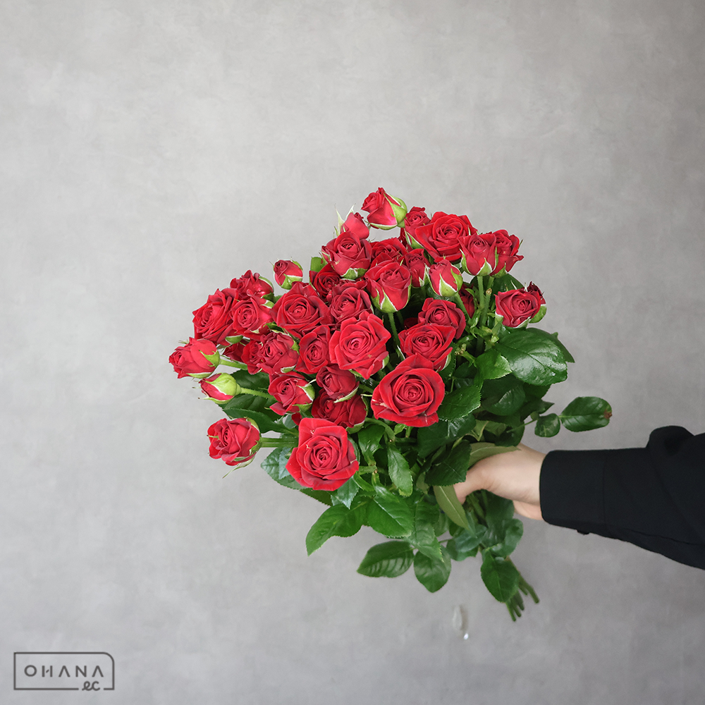 SPバラ  ルビーブリリア　A 60cm