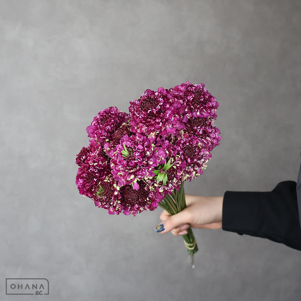 スカビオサ　フリフリランダー　秀 30cm