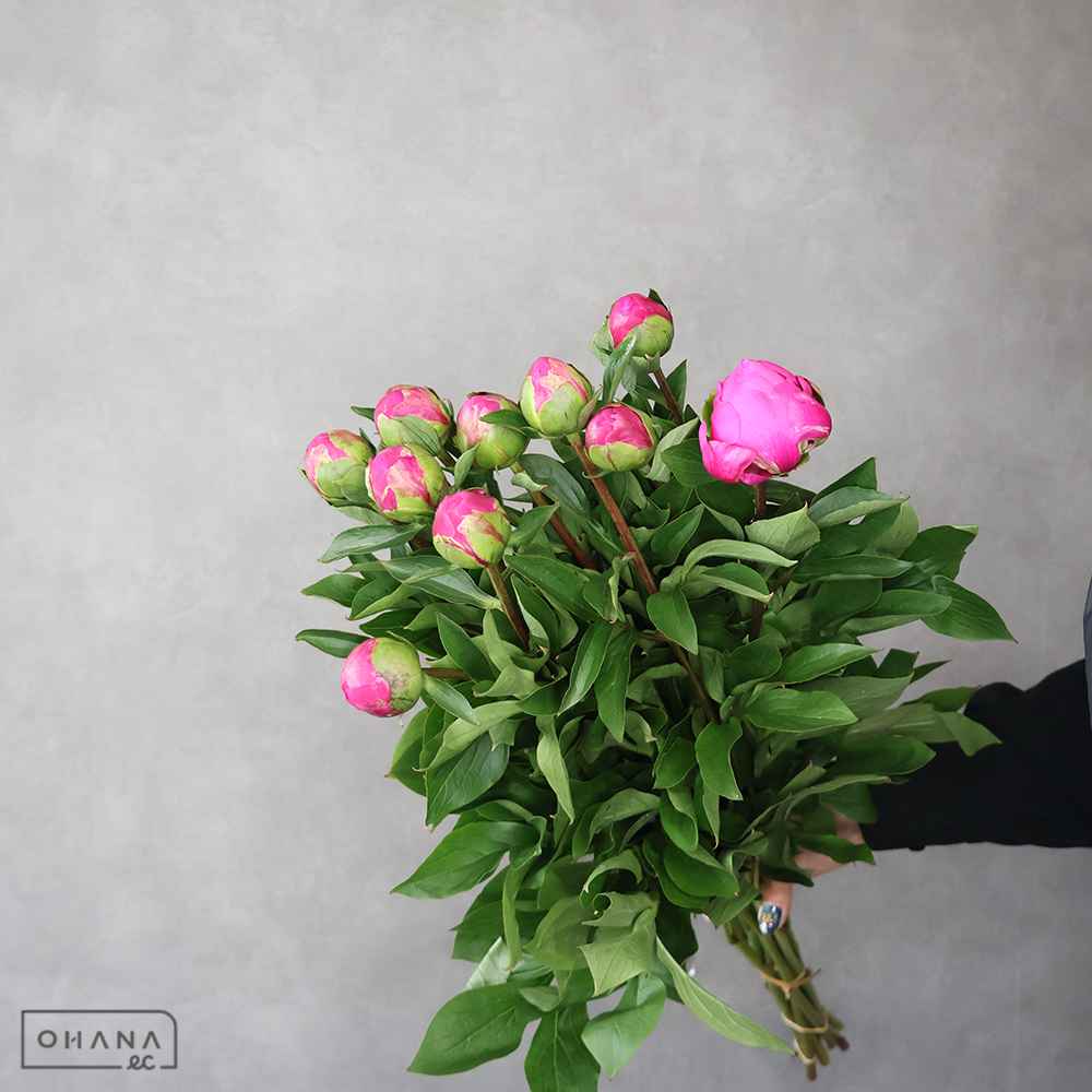 シャクヤク赤　紅采加　秀 70cm