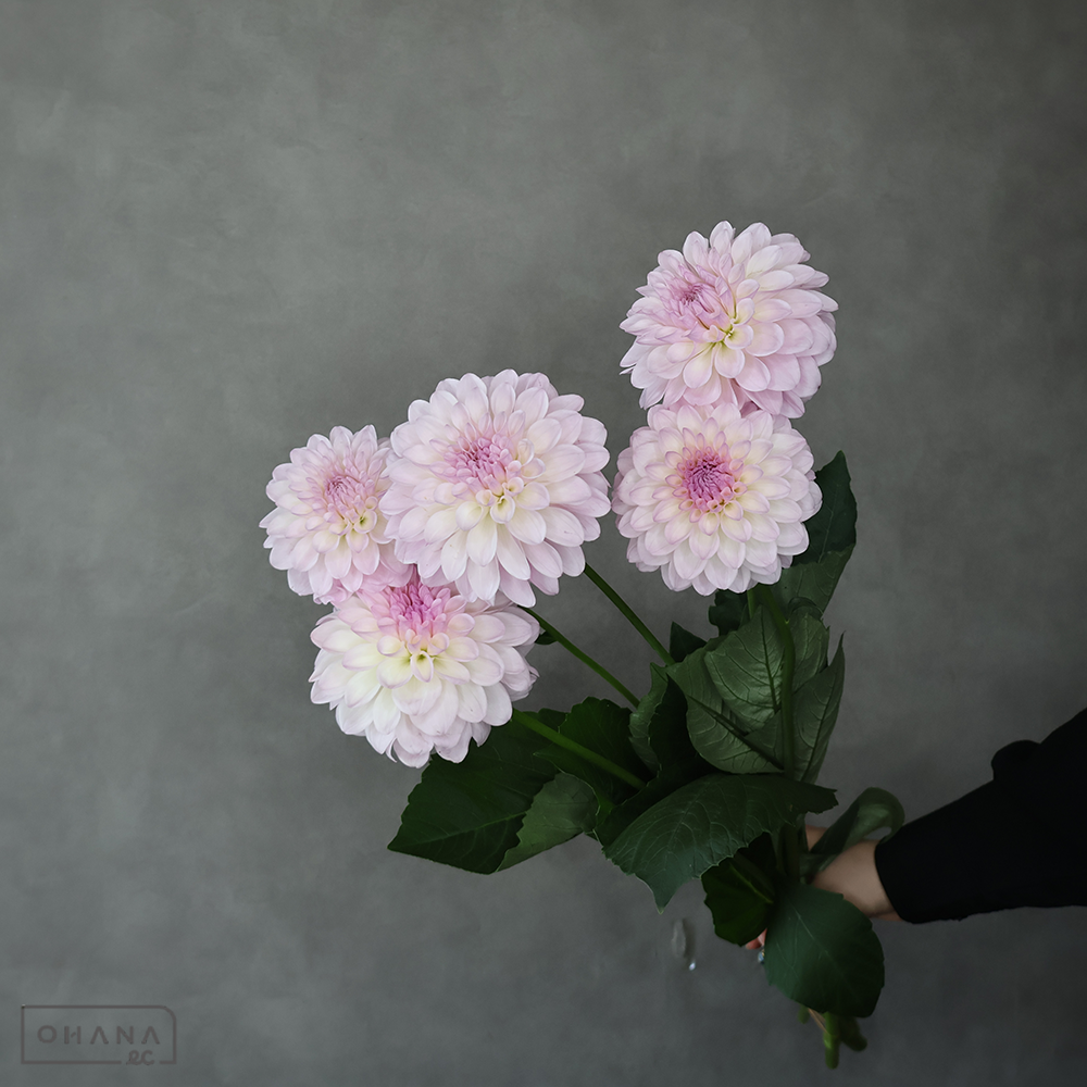 ダリアピンク　ナマハゲトゥンク ※5本束　 60cm