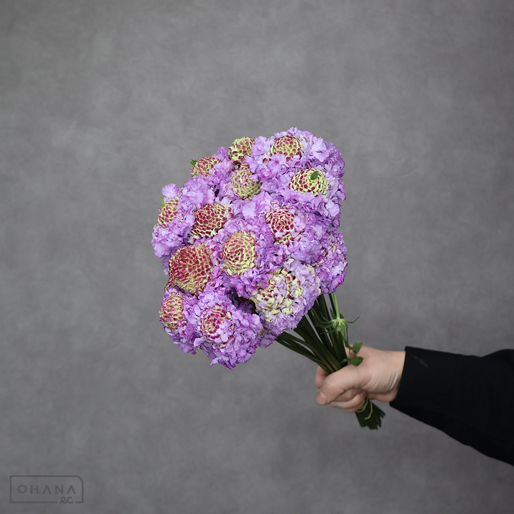 スカビオサ　フリフリヒマリ　秀 30cm