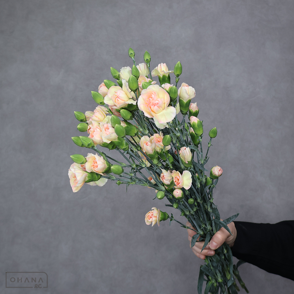 ＳＰカーネ　フレンチカスタード　秀 65cm