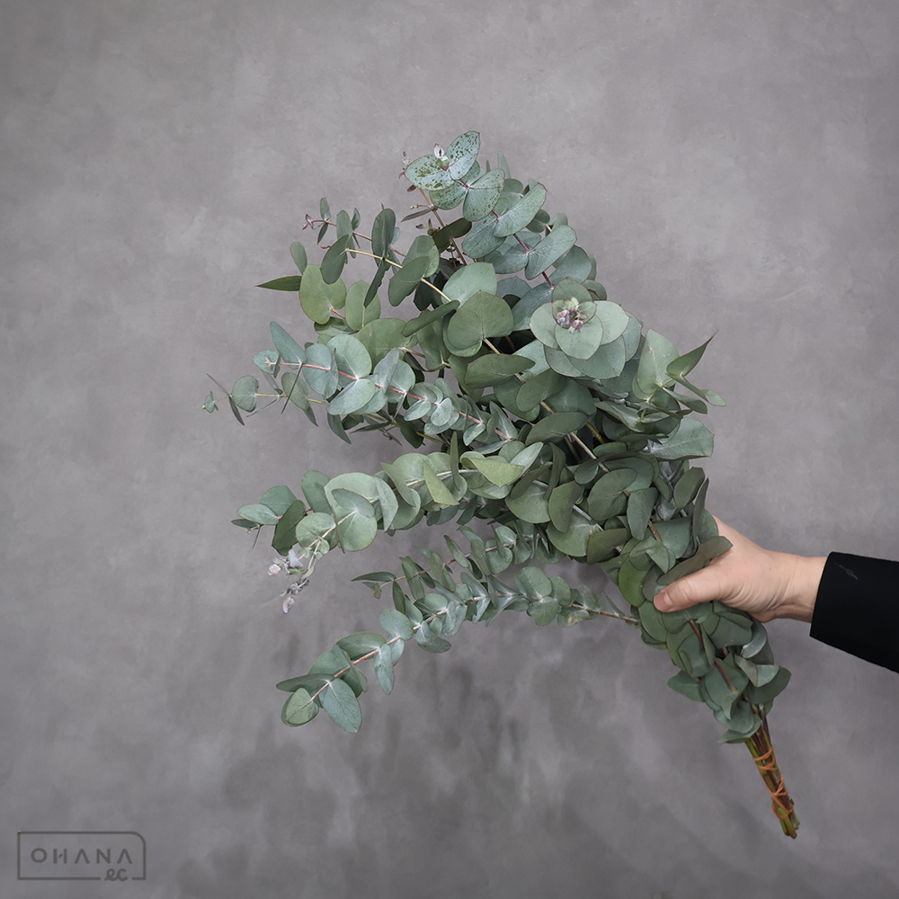 【SALE】ユーカリ　シネレア　 60cm ＳＰ　※クレーム対象外