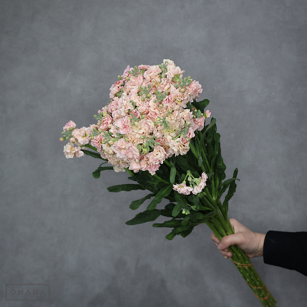 ストックスプレー　アプリコットカルテット　 65cm