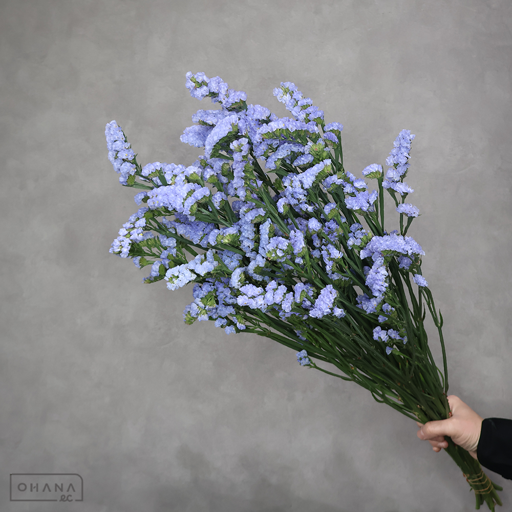 スターチス紫　シースルーブルー　2L