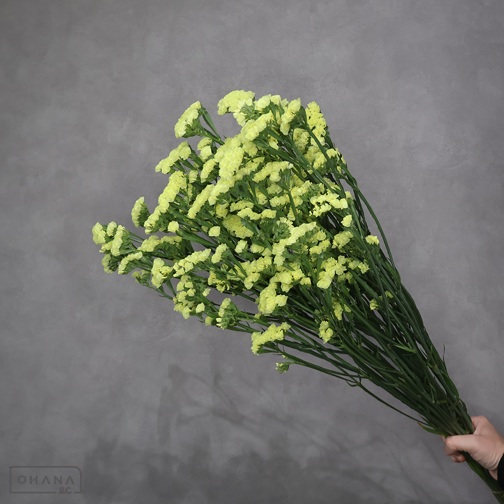 スターチス黄　ファインイエロー　2L