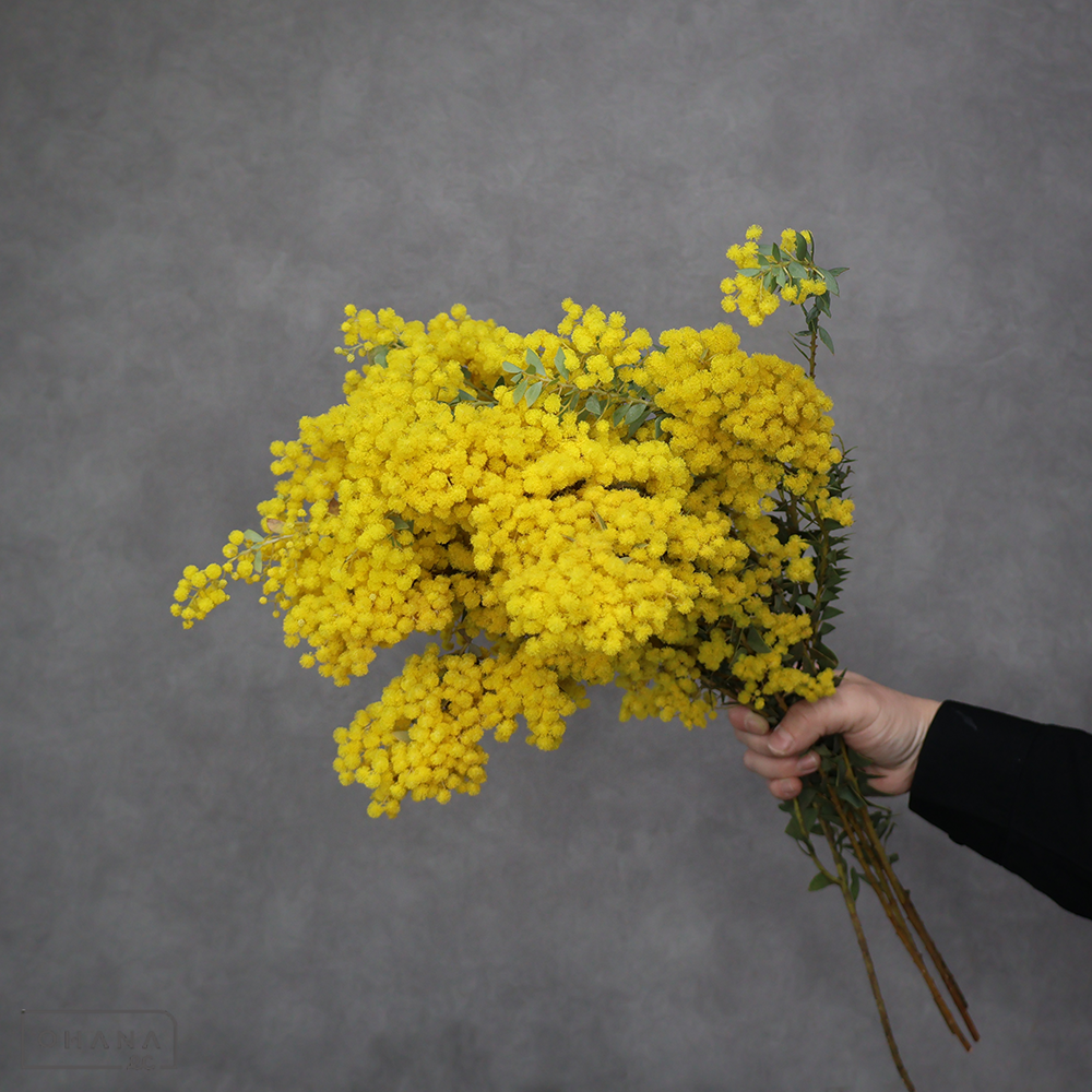 三角葉アカシヤ　 55cm 花付