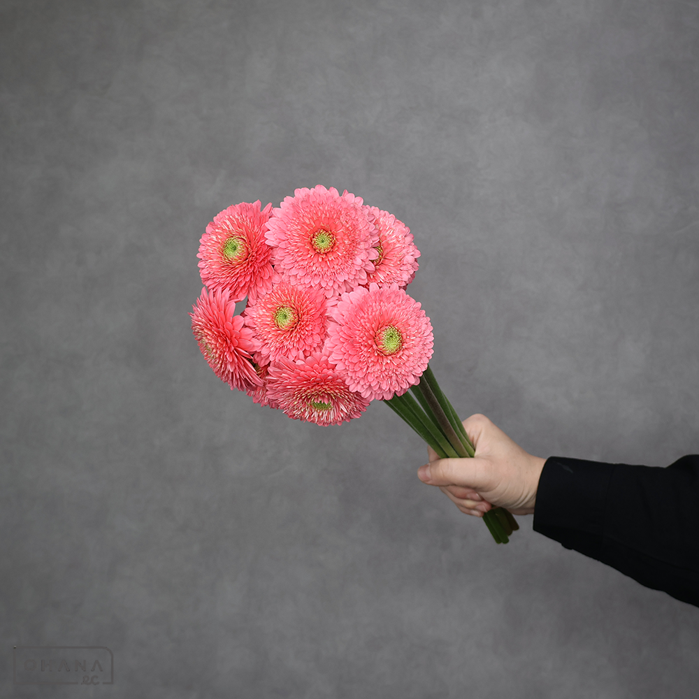 ガーベラ　ポンポン　キューピッド　優 30cm